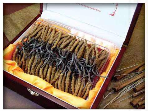 永年冬虫夏草回收